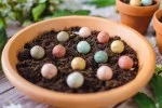 Blossombs Bomba nasienna - ozdoba prezentowa „Hip, hip, hurra” - baloniki (1 szt.) - oryginalny i praktyczny prezent w jednym