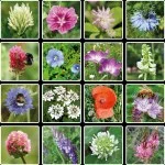 Blossombs Bomba nasienna - ozdoba prezentowa „Hip, hip, hurra” - baloniki (1 szt.) - oryginalny i praktyczny prezent w jednym