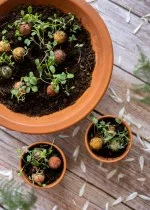 Blossombs Bomba nasienna - Dekoracja prezentowa „Najlepsi przyjaciele” - Ptaszek (1 szt.)