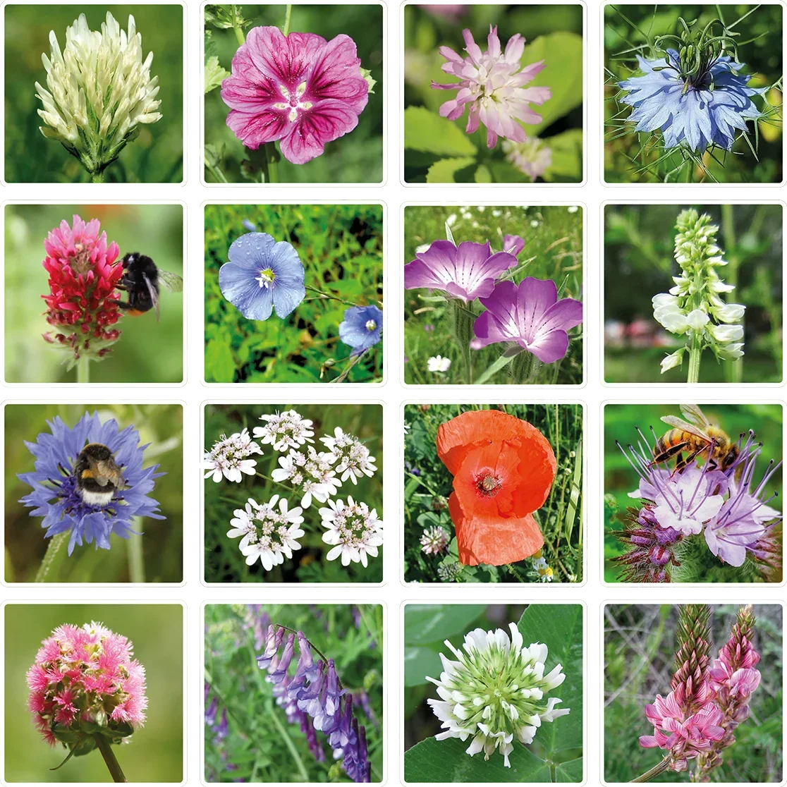 Blossombs Bomba nasienna - Dekoracja prezentowa „Najlepsi przyjaciele” - Ptaszek (1 szt.)