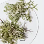 Aromatics Elixir woda perfumowana 100 ml dla kobiet