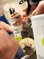 Natasha Cytrynowy środek do czyszczenia łazienek - spray (500 ml) - odpowiedni do gospodarstw domowych z twardą wodą