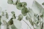Organyc Tampony Regular (16 szt.) - 100% bawełna organiczna, 2 krople