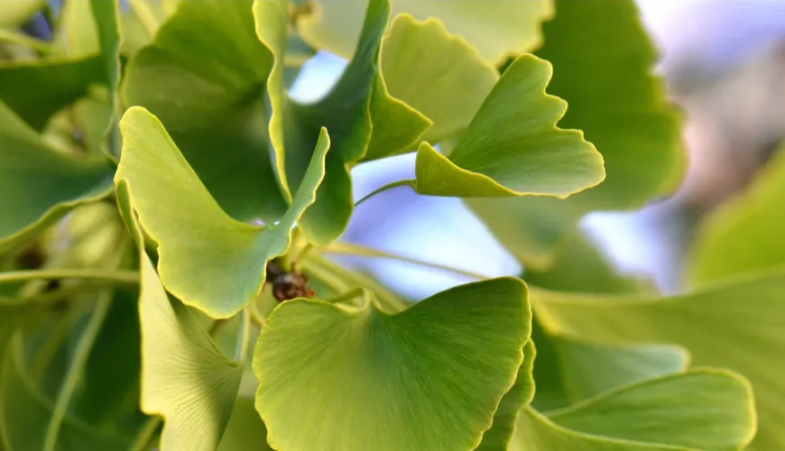 Ginkgo biloba - skuteczna pomoc przy wysokim ciśnieniu krwi