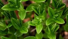 Andrographis regeneruje wątrobę i oczyszcza organizm