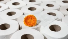 Papier toaletowy z bambusa zmienia podejście do higieny