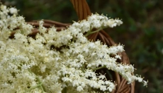 Korzyści zdrowotne likieru z czarnego bzu i jego przygotowanie