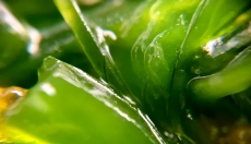 Chlorofil pomaga w detoksykacji i regeneracji organizmu