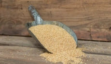 Zdrowie i ekologia idą w parze z sorgo