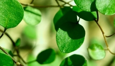 ## Proč byste měli zařadit moringu do svého jídelníčku

Moringa, známá také jako 