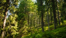 Różowy szum przynosi spokojniejszy umysł i głębszy sen