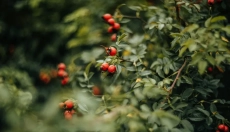 Olejek z dzikiej róży pomoże ukoić skórę, nawilżyć i zagoić blizny